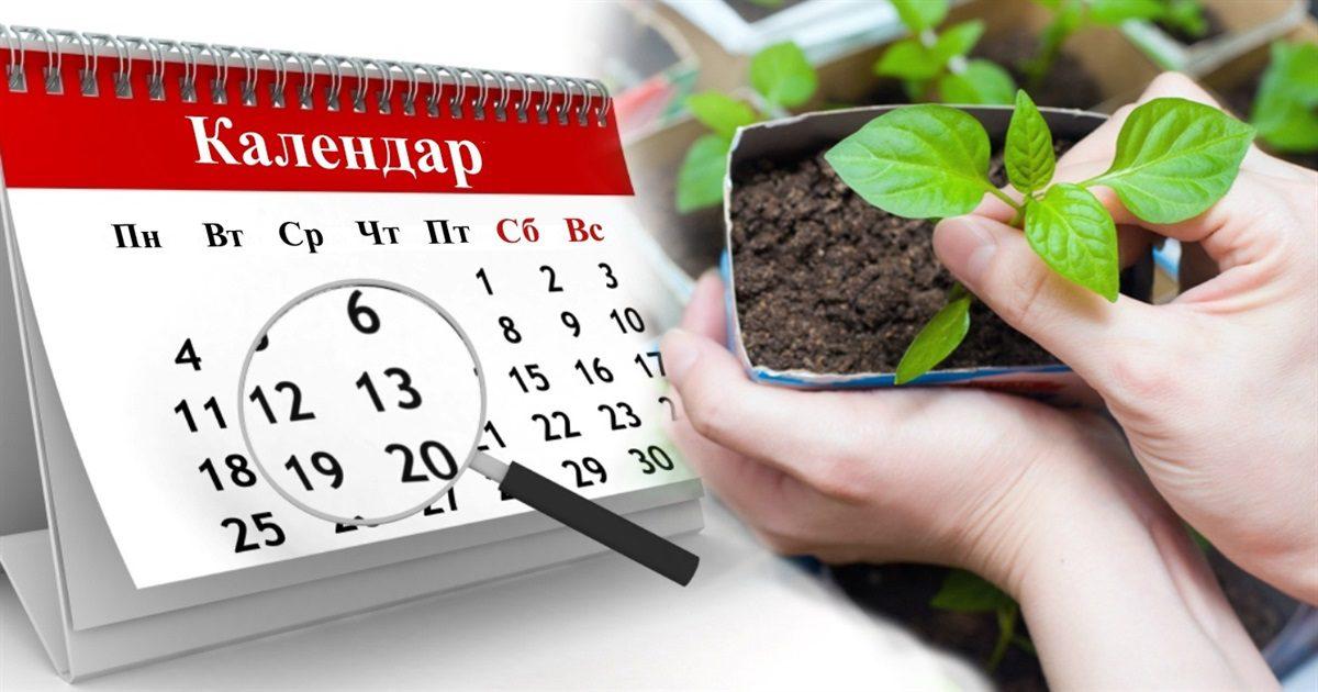 Що садити після картоплі