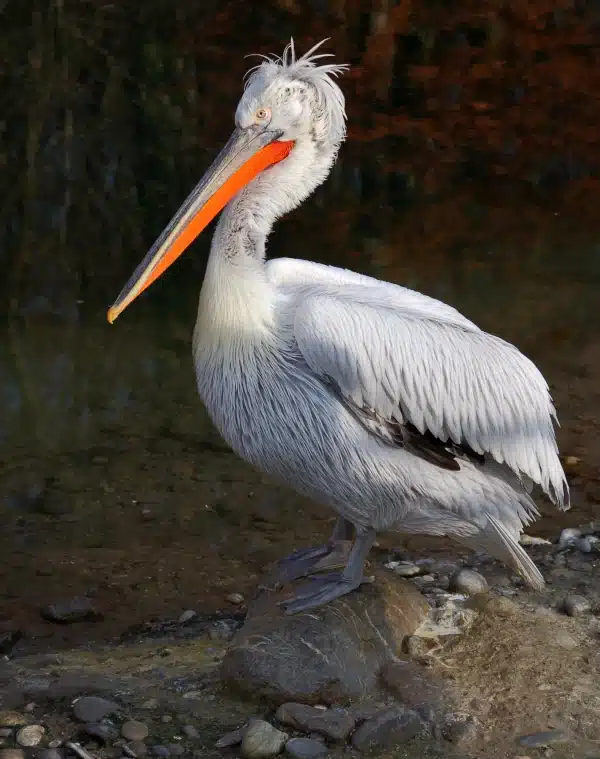 Червонокнижні пелікани оселилися на місці колишнього Каховського водосховища - фото 1