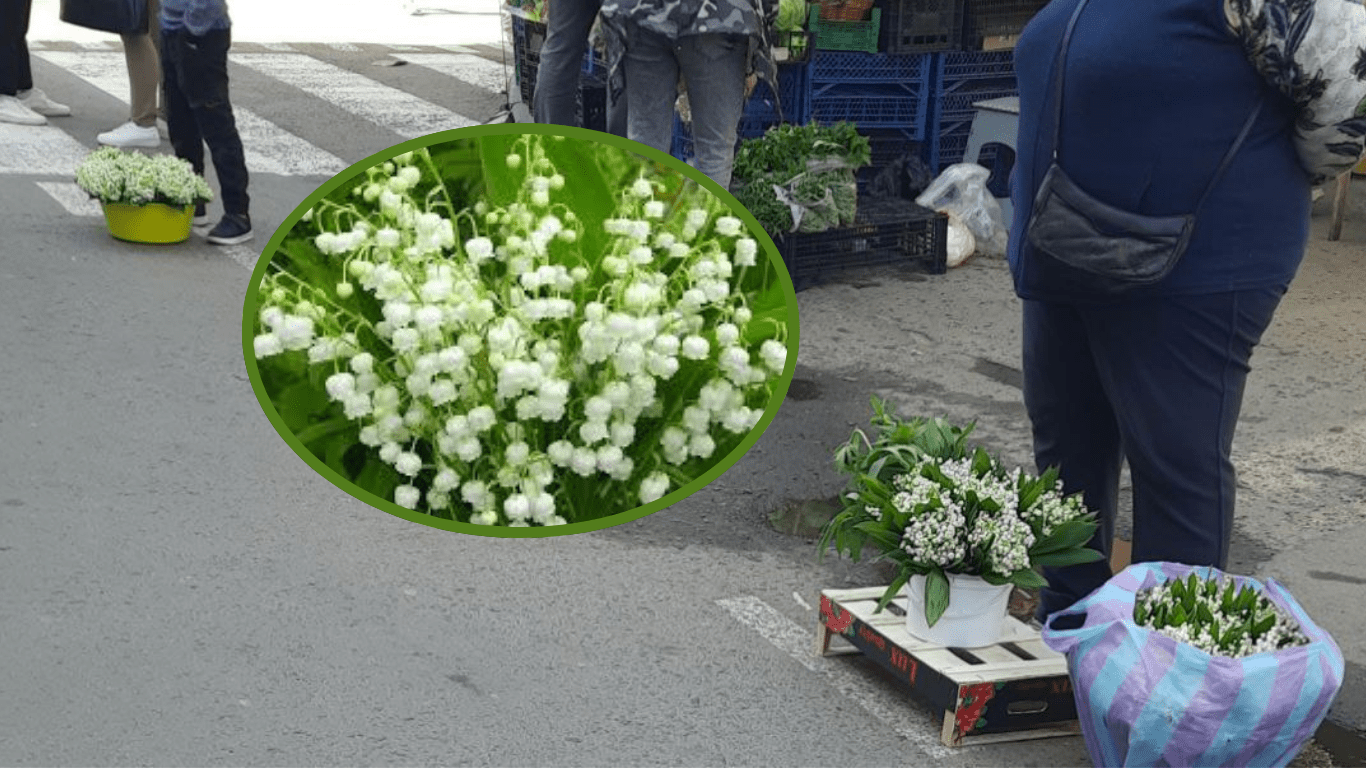 Конвалія на базарах Рівного: розвіюємо міфи про заборону