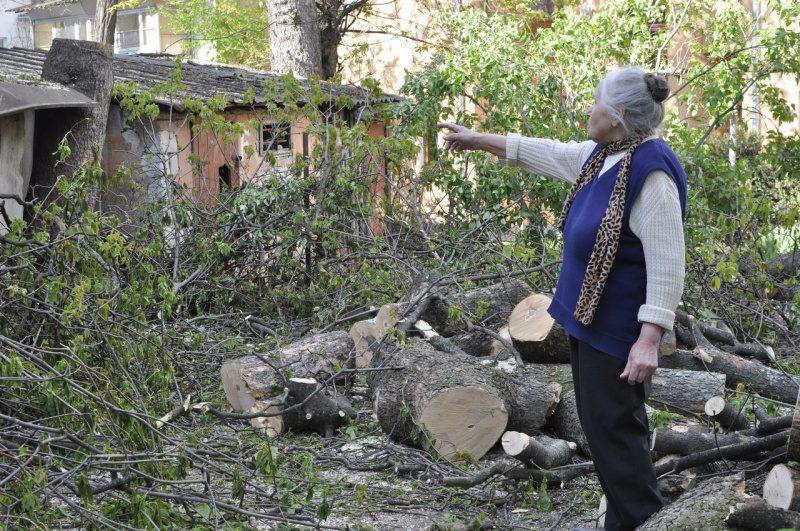 Щоб зрізати у дворі дерево, необхідно мати дозвіл