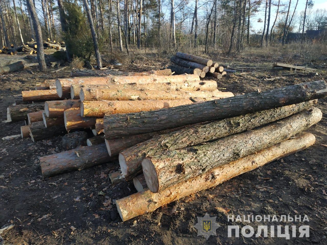 Самовільну порубку сосни із Зарічненського району виявили на Волині