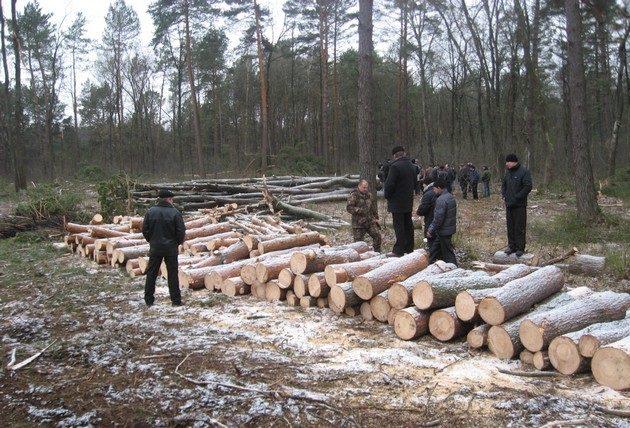 На Рівненщині відкрили 11 кримінальних проваджень за крадіжки лісу