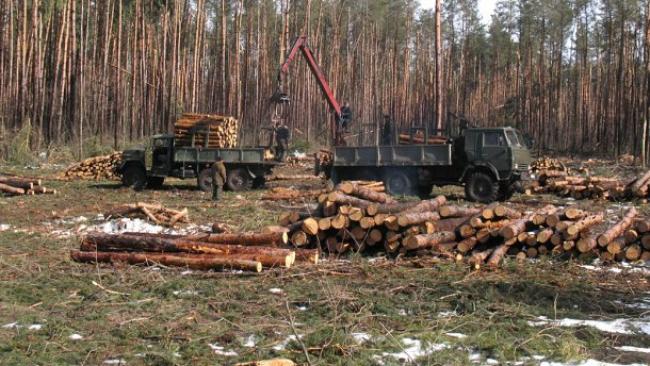 Вирубують ліс на Рівненщині більше, ніж у Карпатах