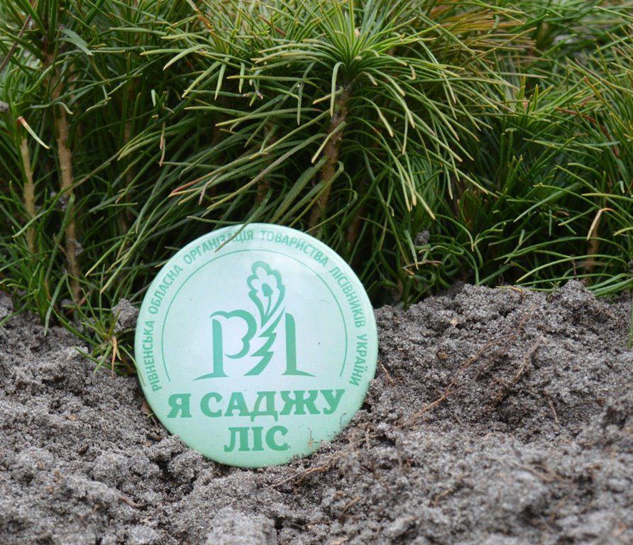 На Рівненщині садять ліс