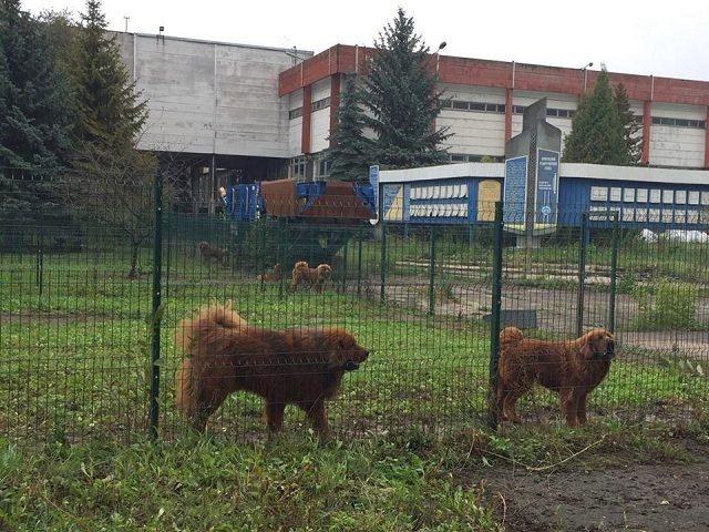 Власнику розплідника тибетських маститів у Рівному повідомлено про підозру