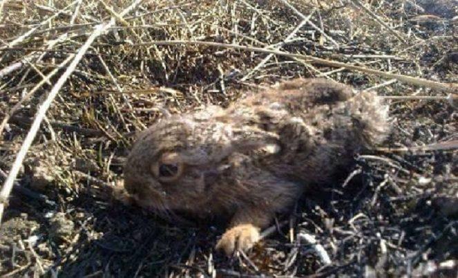 Активісти Суспільного Ока закликають не спалювати суху траву