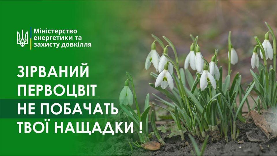 Рівнян закликають милуватися первоцвітами в лісі