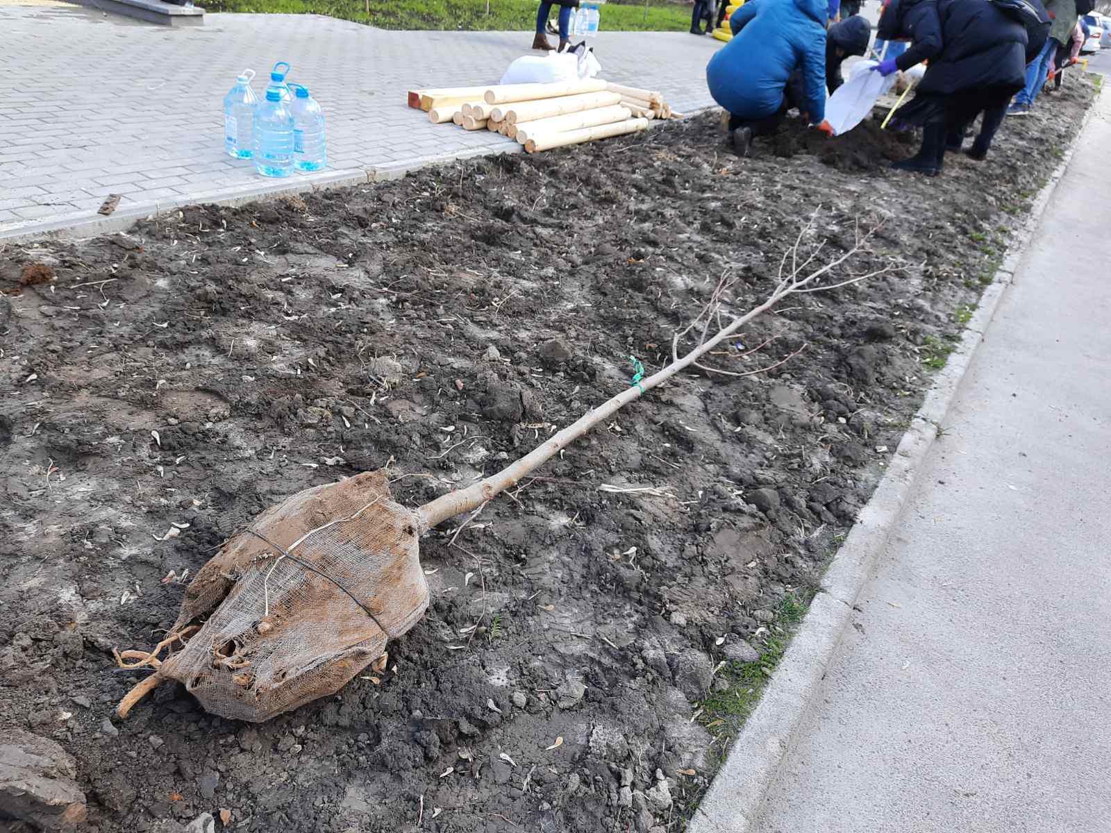Тюльпанові дерева порадують рівнян красою