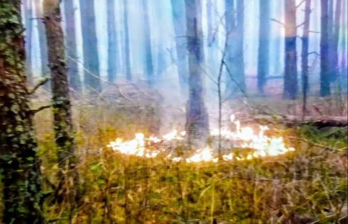 Нацгвардія почала антидиверсійну операцію через підпали в лісах