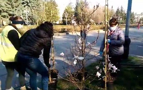 У Рівному висадили магнолії – майбутню фотозону для городян