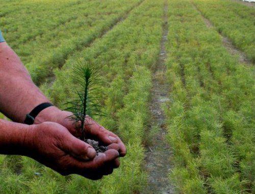 В Україні висадили понад 125 мільйонів дерев