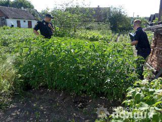 У селищі Смига селянин насіяв конопель