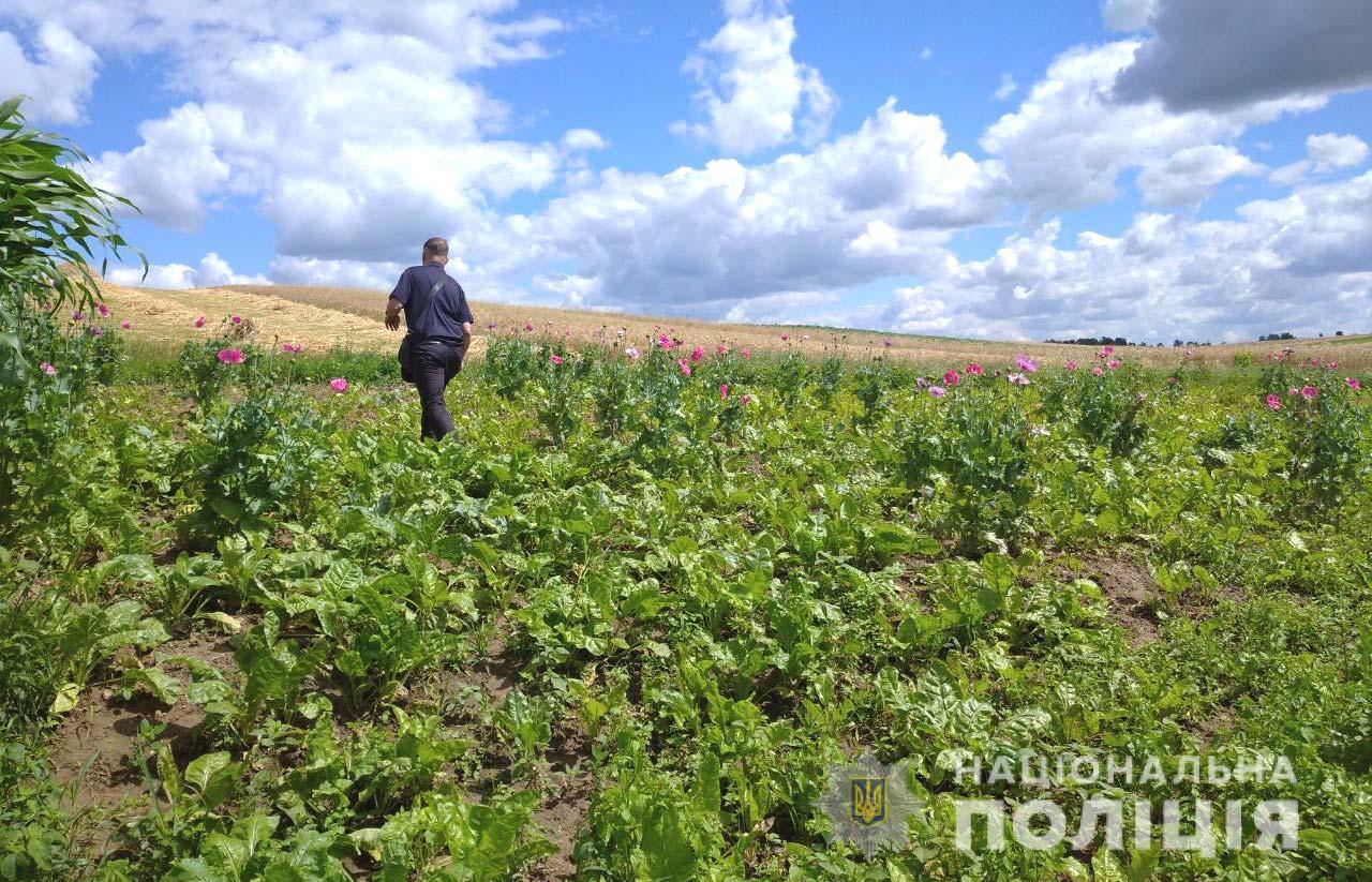 У 10 районах Рівненщини поліцейські виявили незаконне вирощування нарковмісних речовин