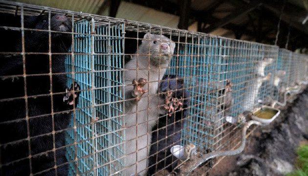 В Іспанії виявили понад 92 тисячі норок заражених коронавірусом