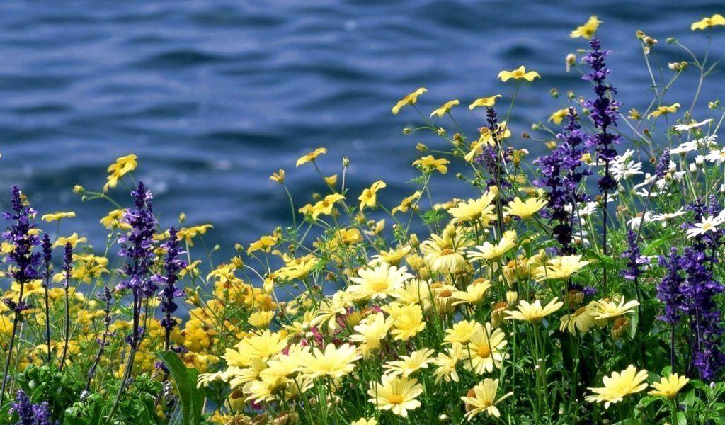 Сьогодні рівнянам погоду пророкує мошка