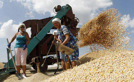 Cільгоспвиробники зібрали 36,7 млн тонн в Україні