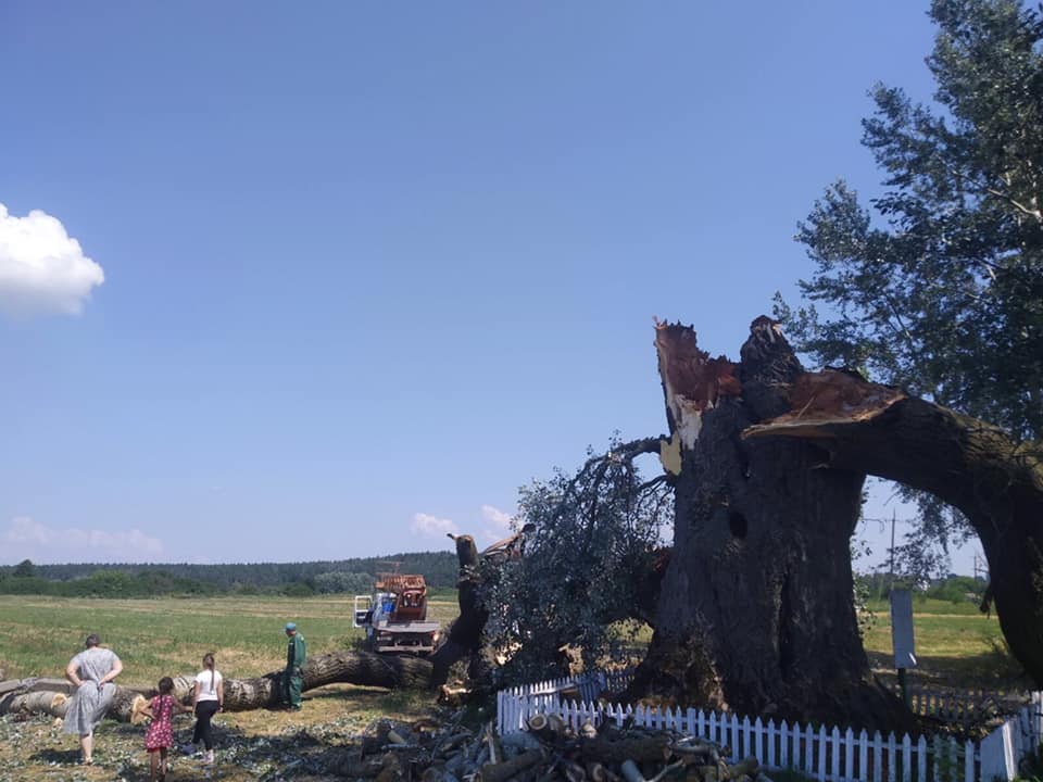 На Рівненщині негода зруйнувала найстарішу в Європі тополю
