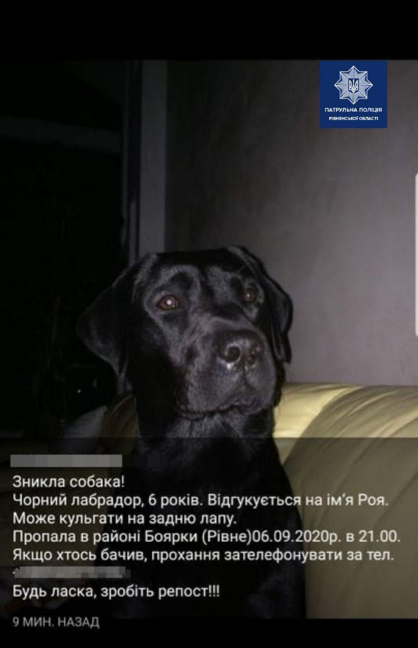 В Рівному патрульні знайшли собаку і розшукали її господарку
