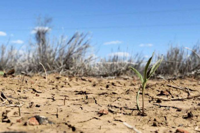 50% площ, призначених під озимі врожаю 2021 року охоплені посухою