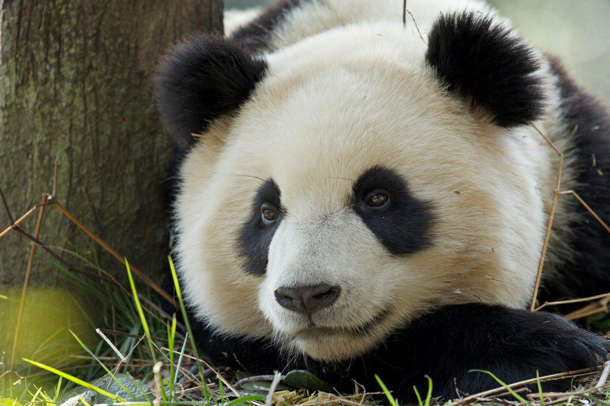 Популяції диких тварин скоротилися майже на 70% – звіт WWF