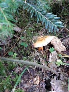 IMG_20201023_102115