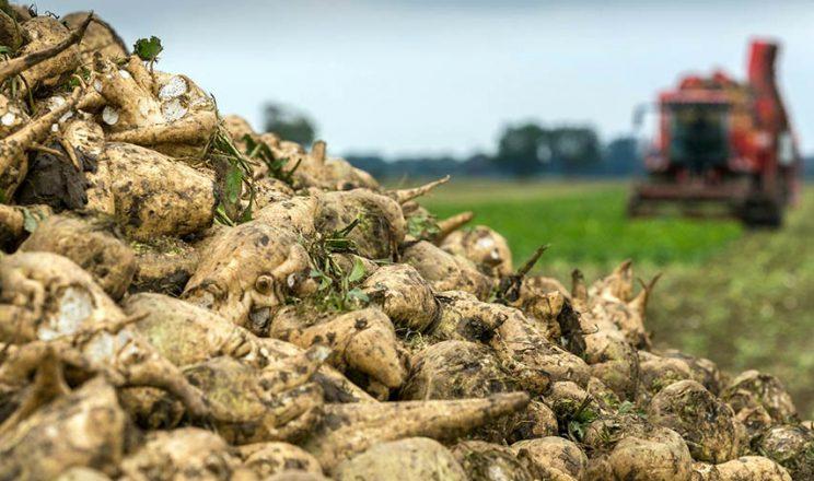 Аграрії області збирають пізні сільськогосподарські культури