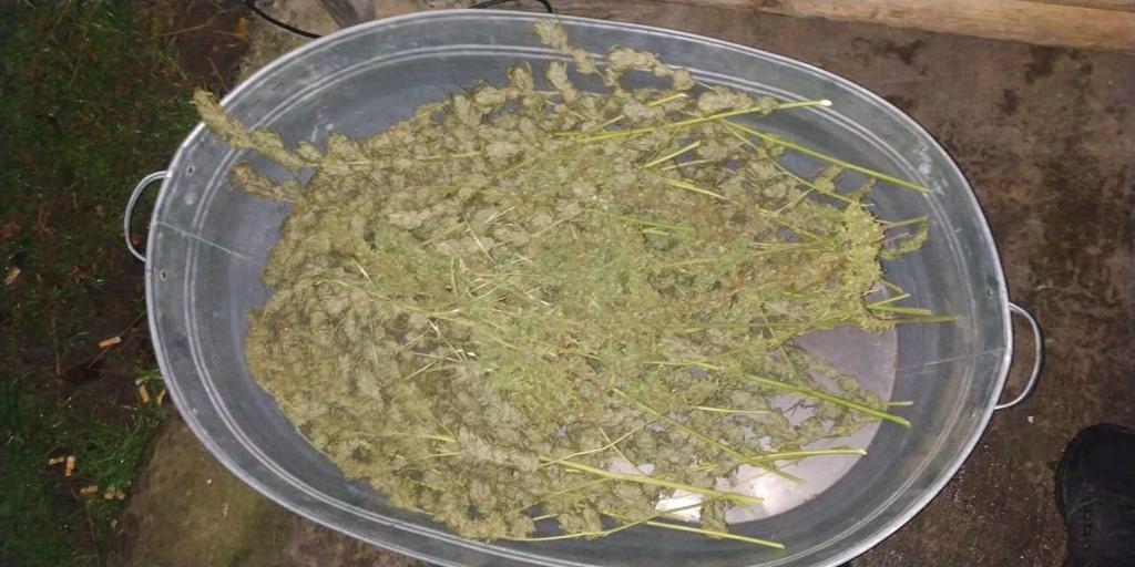 На продажі канабісу затримали жителя Рокитнівського району