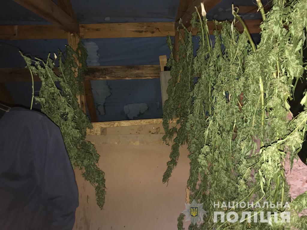 Мешканець Рівненщини зберігав на горищі коноплі