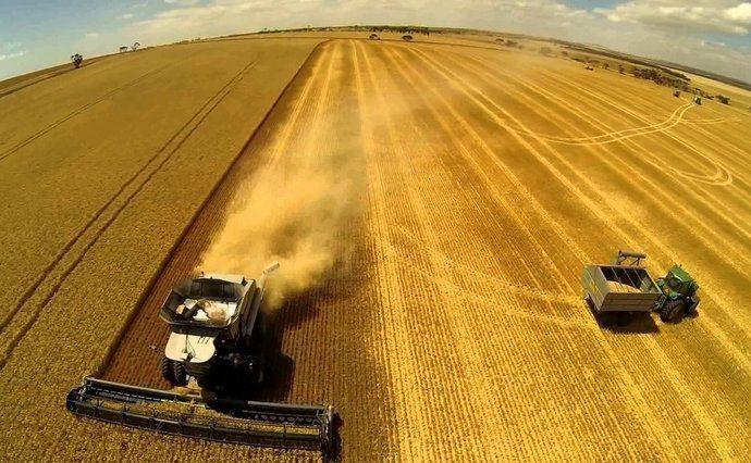 Україна зібрала 80% врожаю зернових