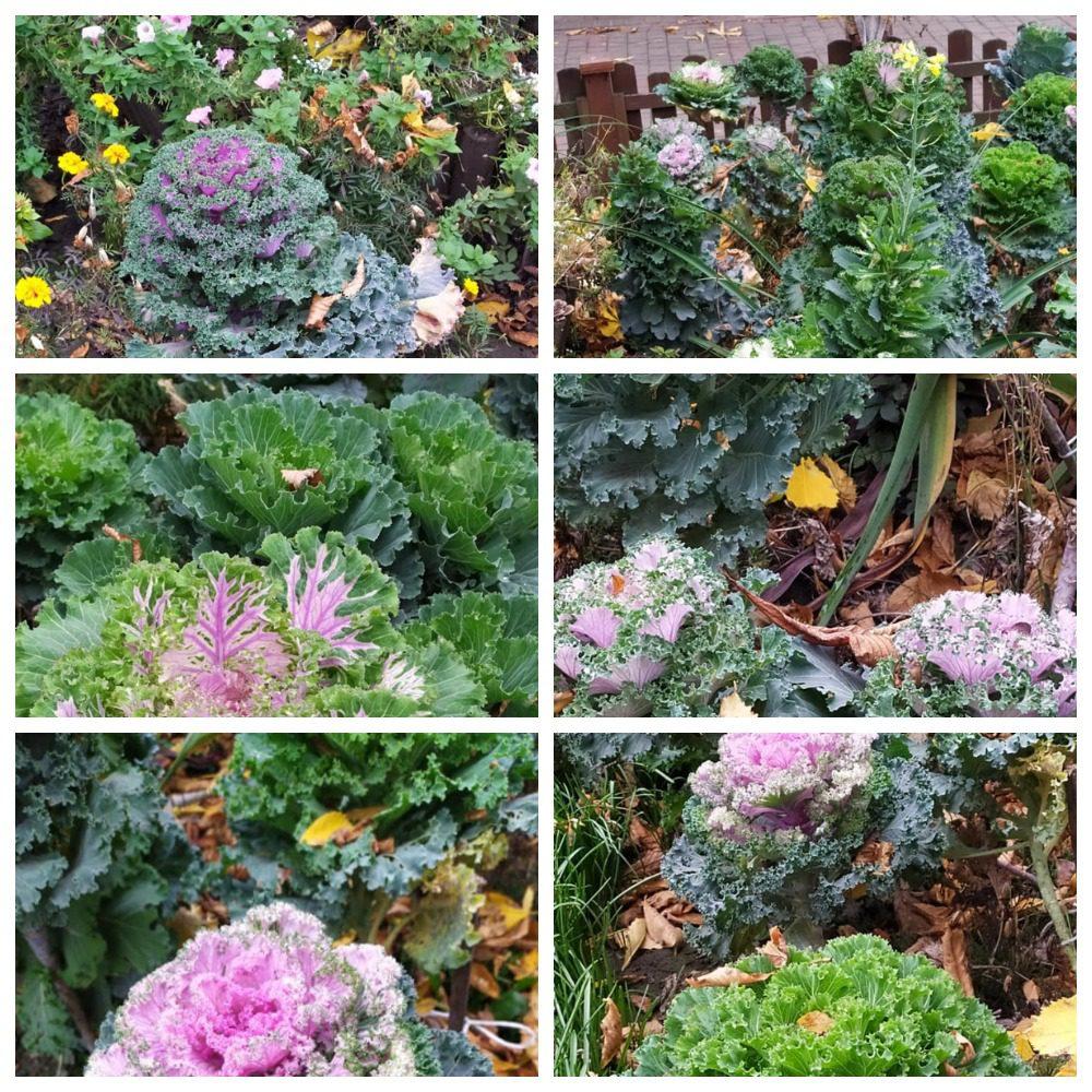 MyCollages