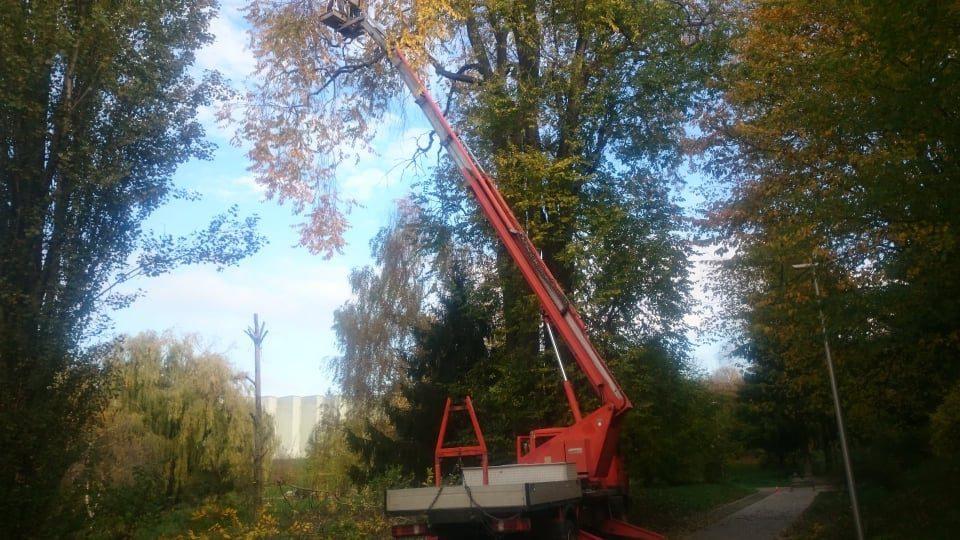 У Рівному вікове дерево «лікували» дев’ять годин