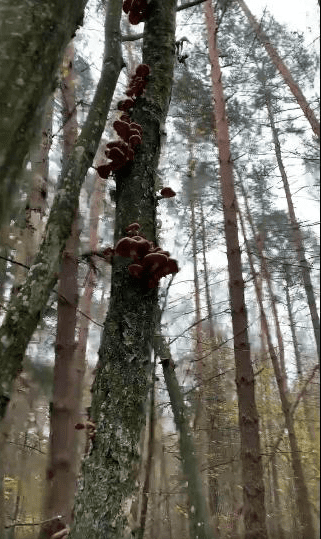 дерево з грибами