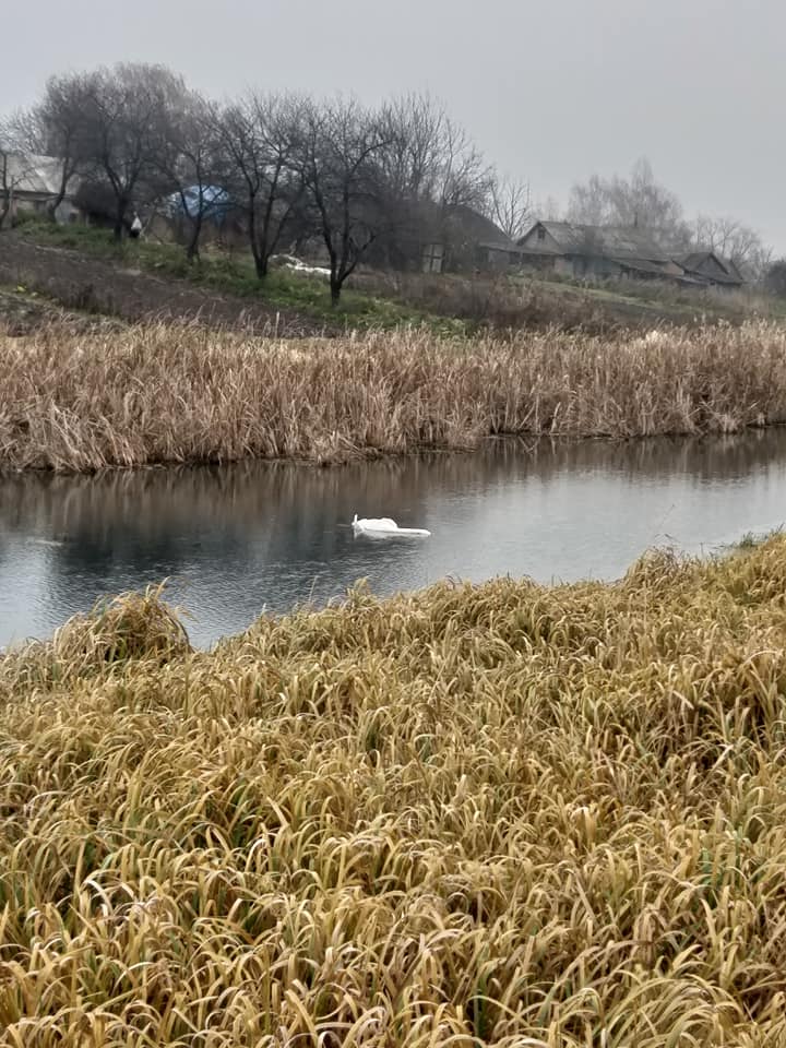 На Демидівщині застрелили лебедя заради розваги(ВІДЕО)