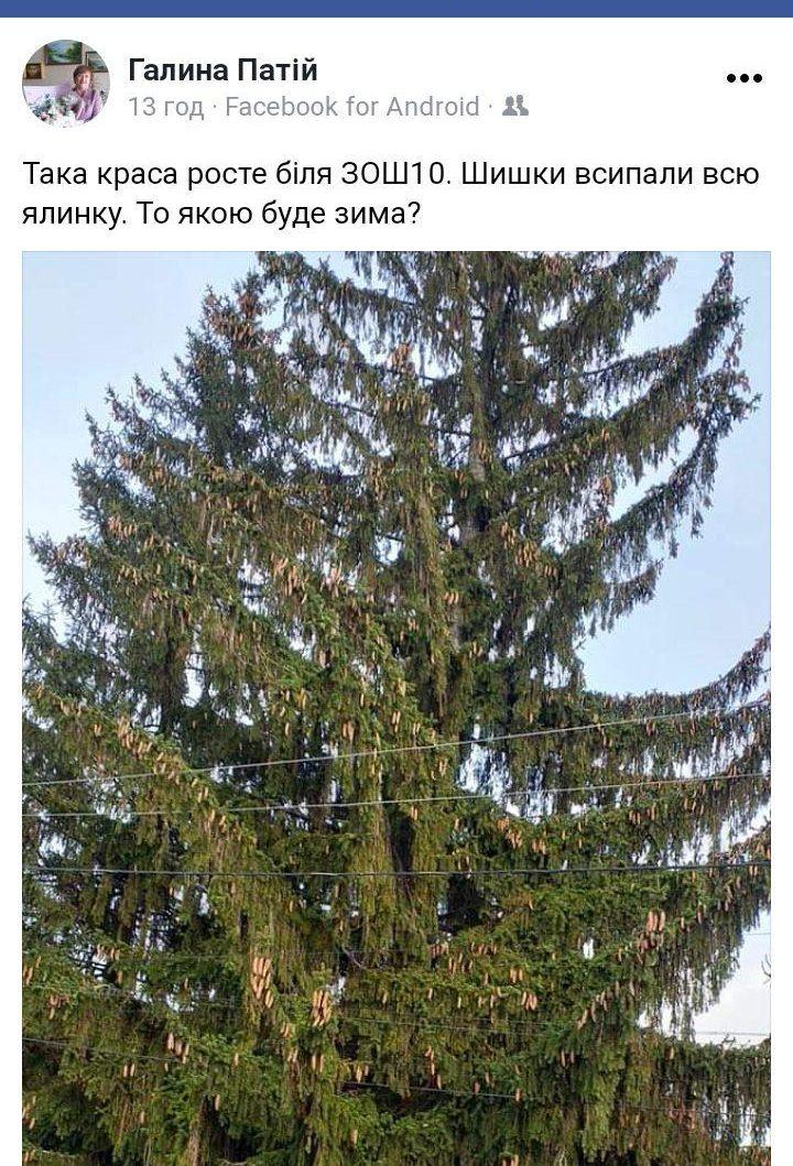 шишшки