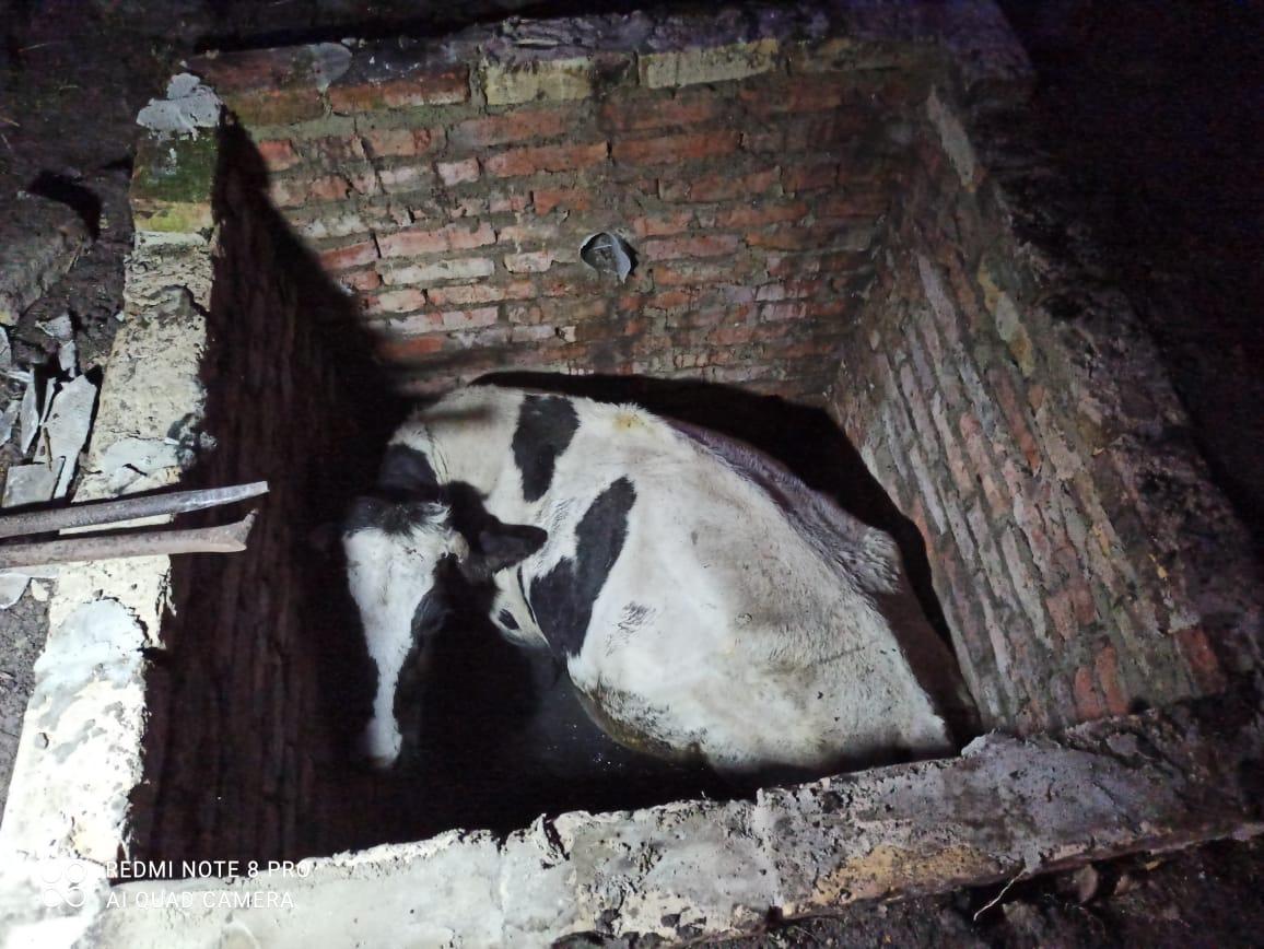 На Демидівщині рятувальники допомогли підняти корову, що впала у цегляний септик