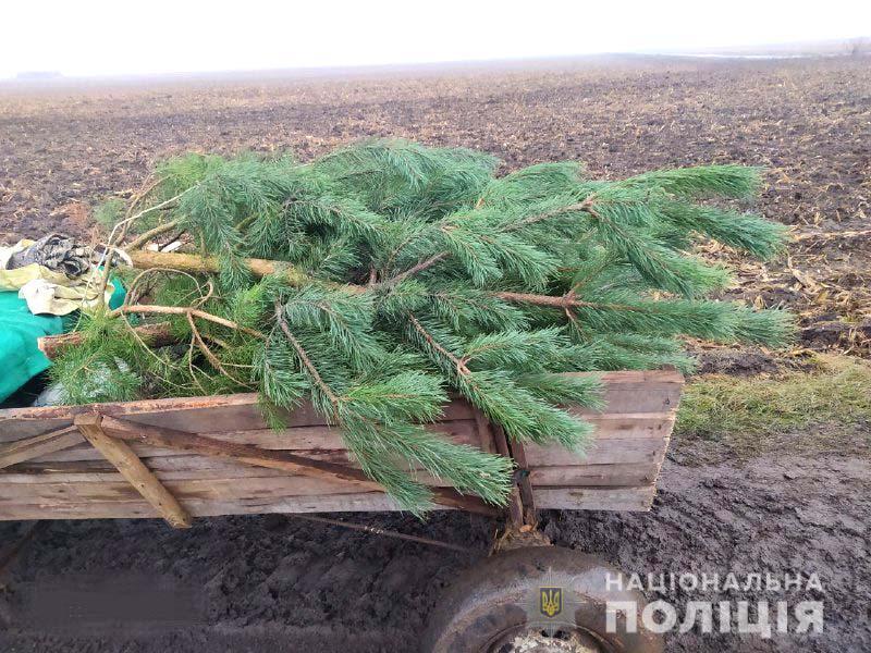 На Рівненщині поліцейські перевіряють підприємців, які здійснюють продаж хвойних дерев