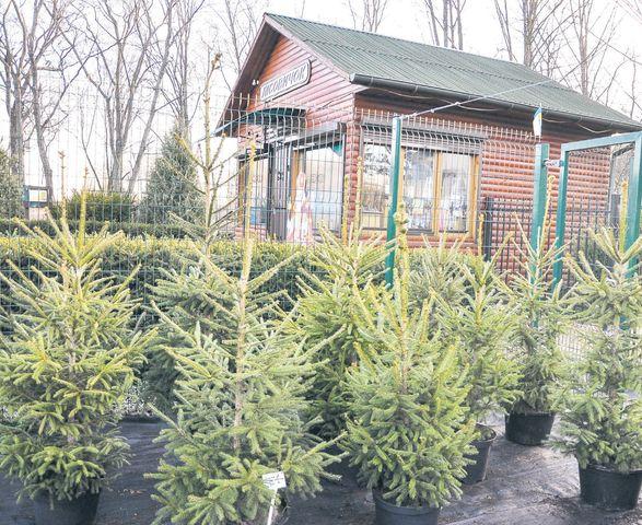 Скільки коштують новорічні ялинки на Сарненщині
