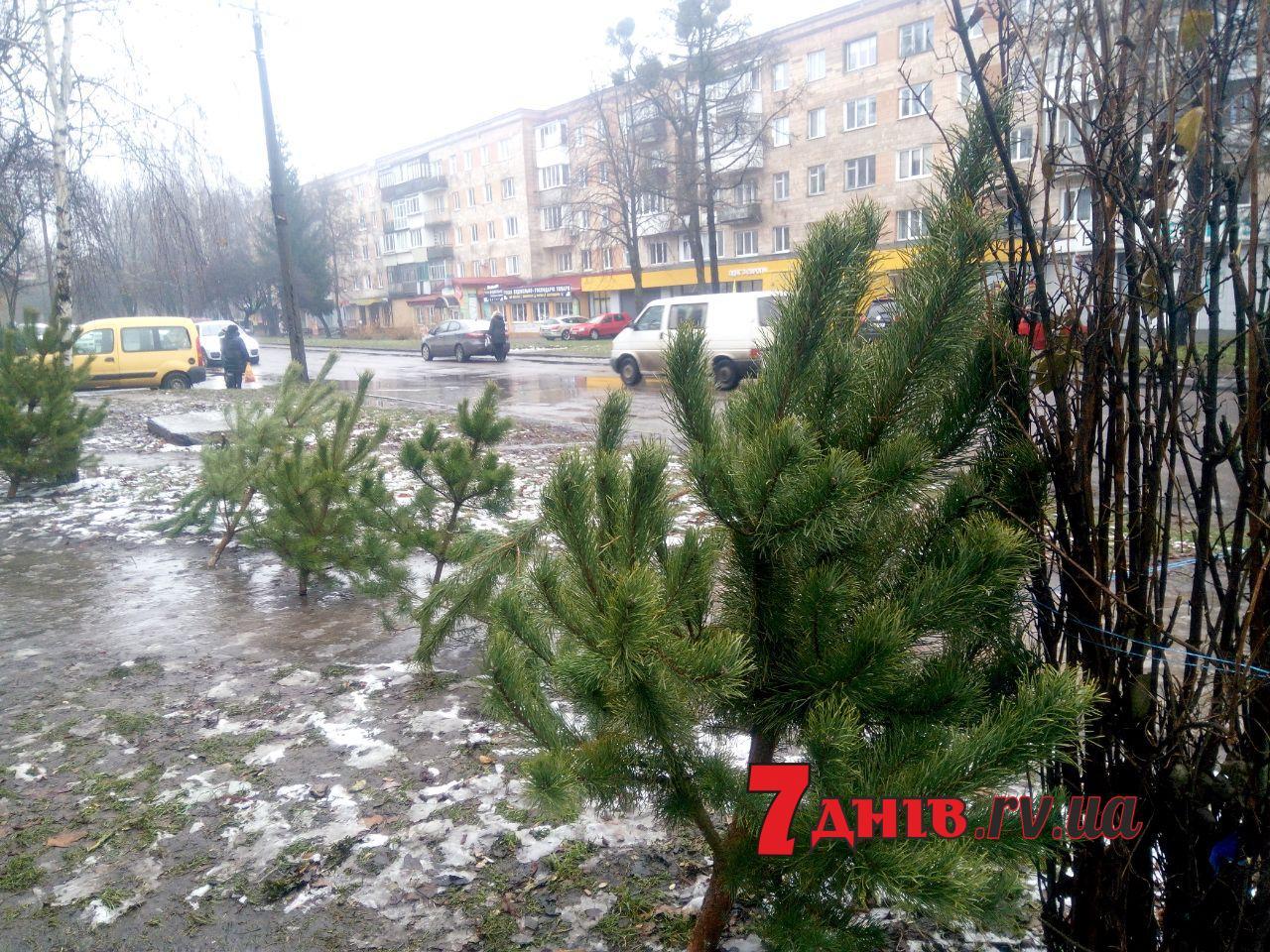 В Рівному відкрилися ялинкові базари (Ціни)