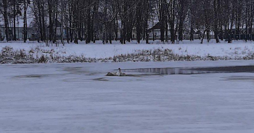 У Костополі на річці зимують лебеді