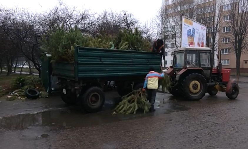 У Рівному комунальники зібрали 8 машин ялинок та сосен