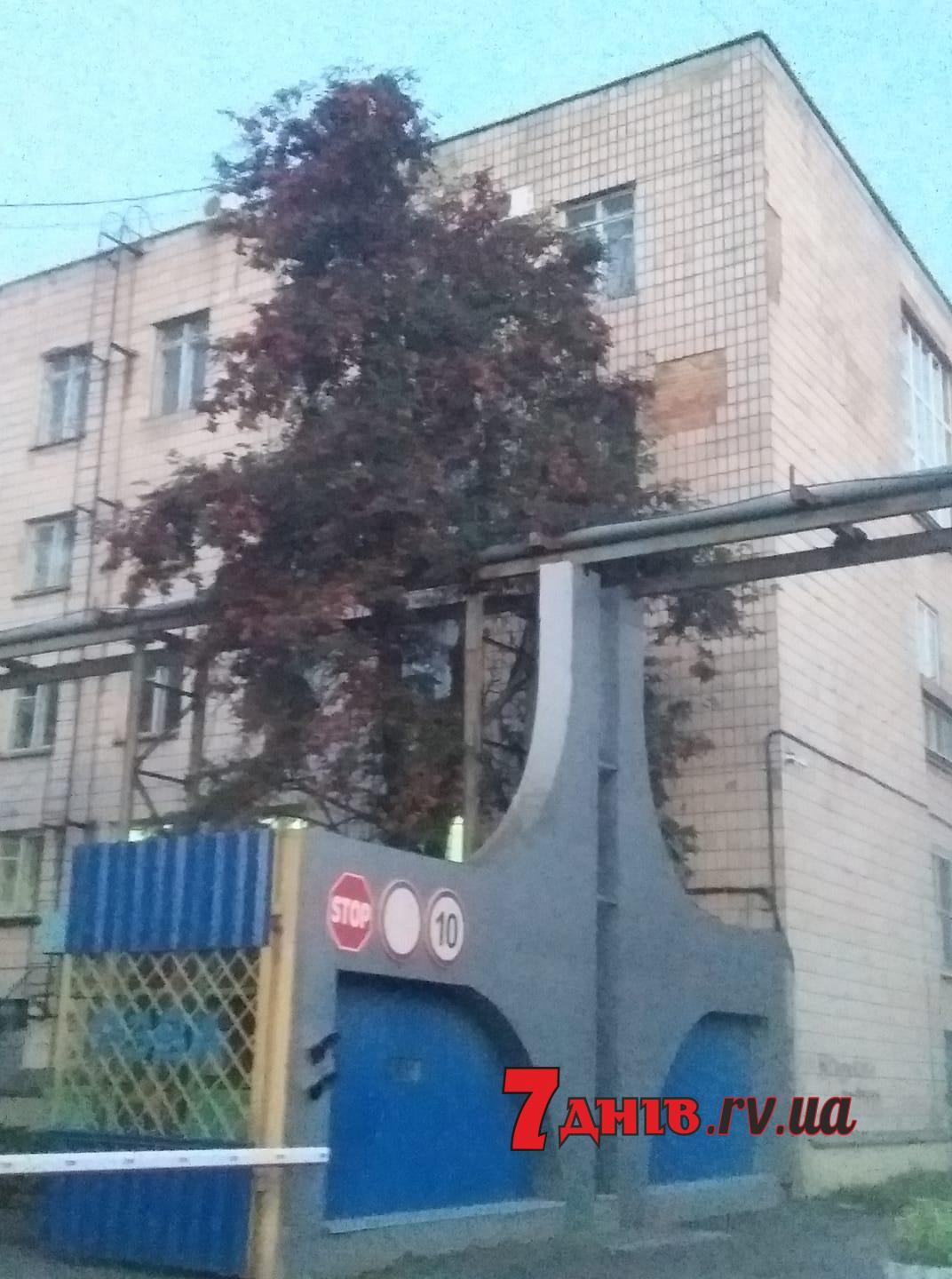 У Рівному росте гігантська горобина (ФОТО)
