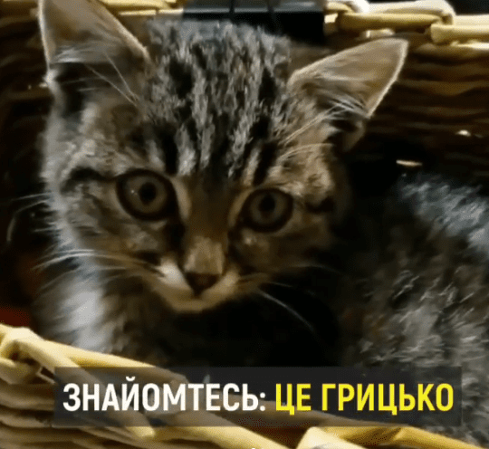 У Рівному журналісти врятували кошеня