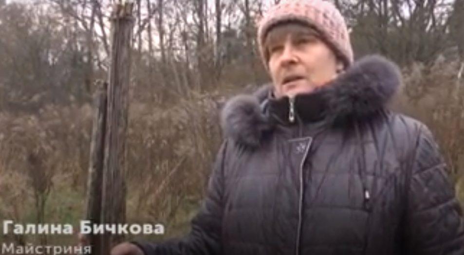 Борщівник Сосновського лучанка заготовляє без рукавиць