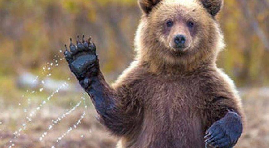 Чи були на Рівненщині ведмеді