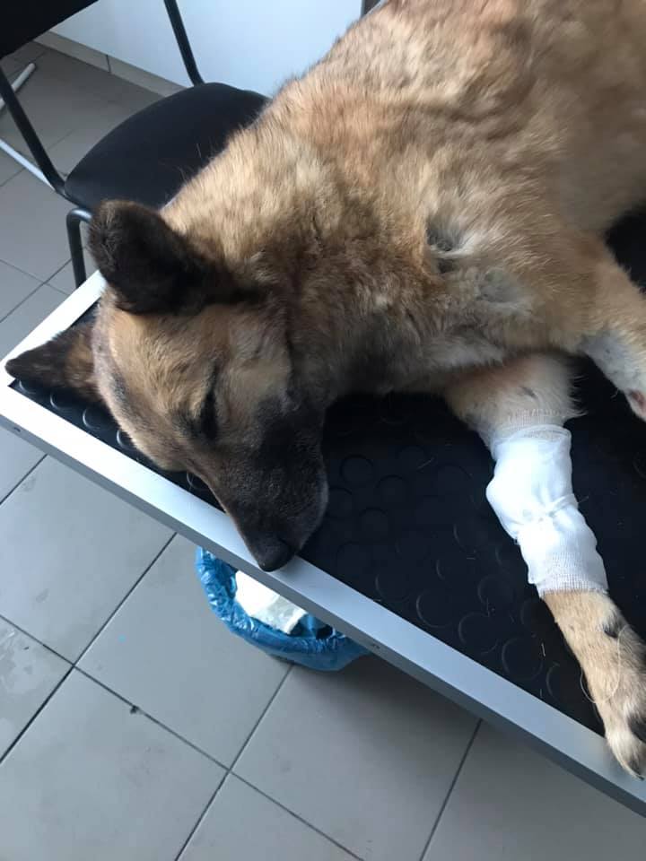 У Здолбунові в притулку для тварин отруїли собаку