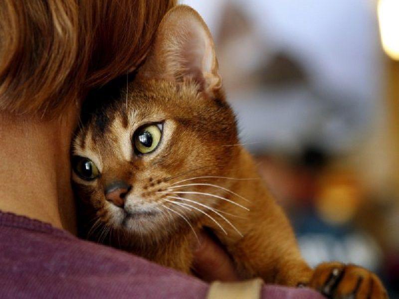 Чи дійсно котам байдуже, якщо їхнього господаря скривдять