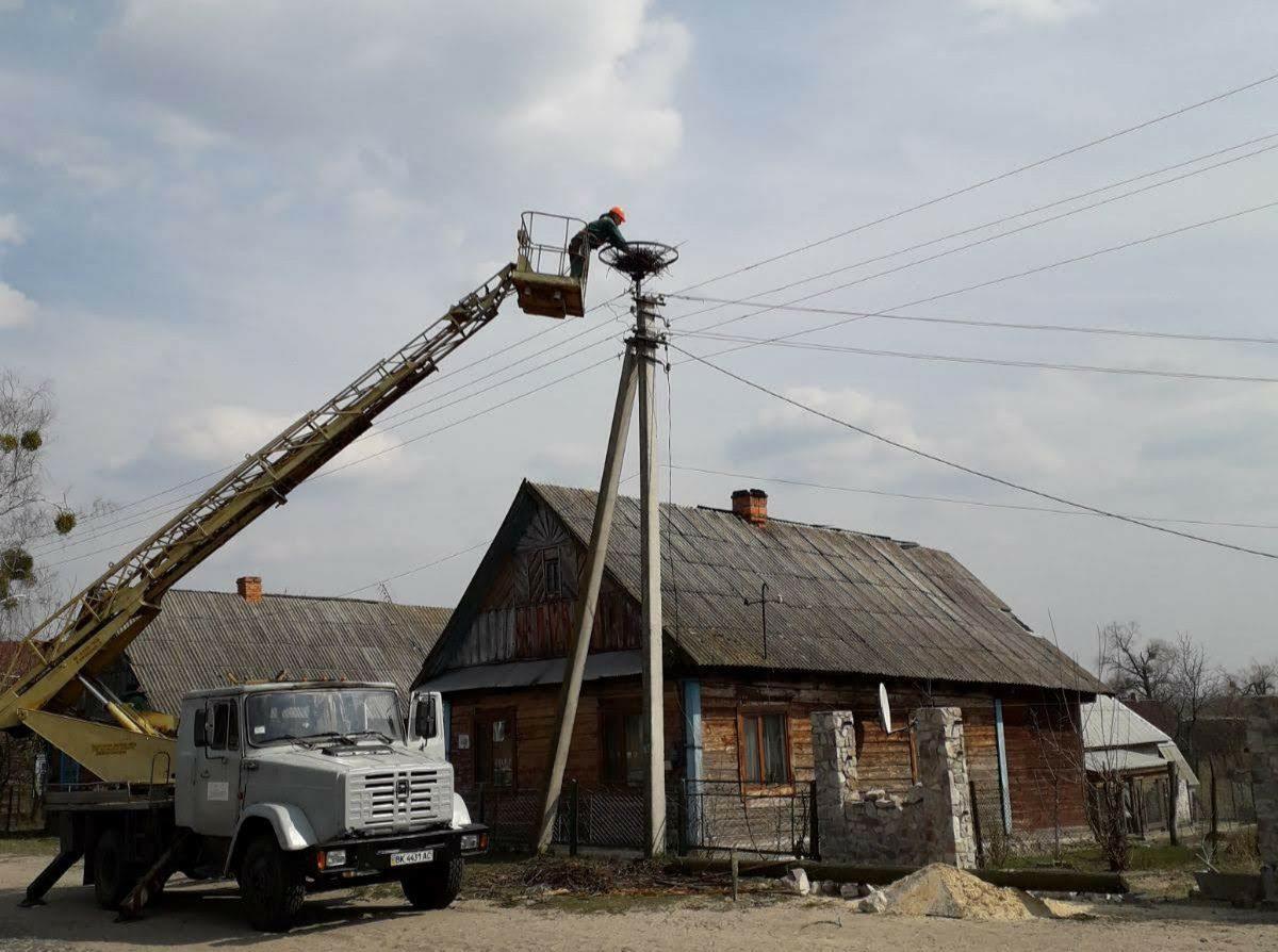 На Рівненщині енергетики облаштували гнізда для лелек