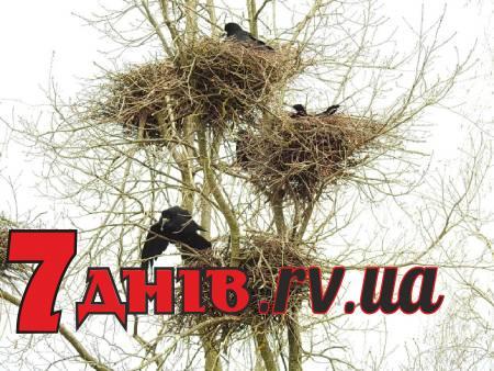 З цього дня з теплих країв прилітають граки