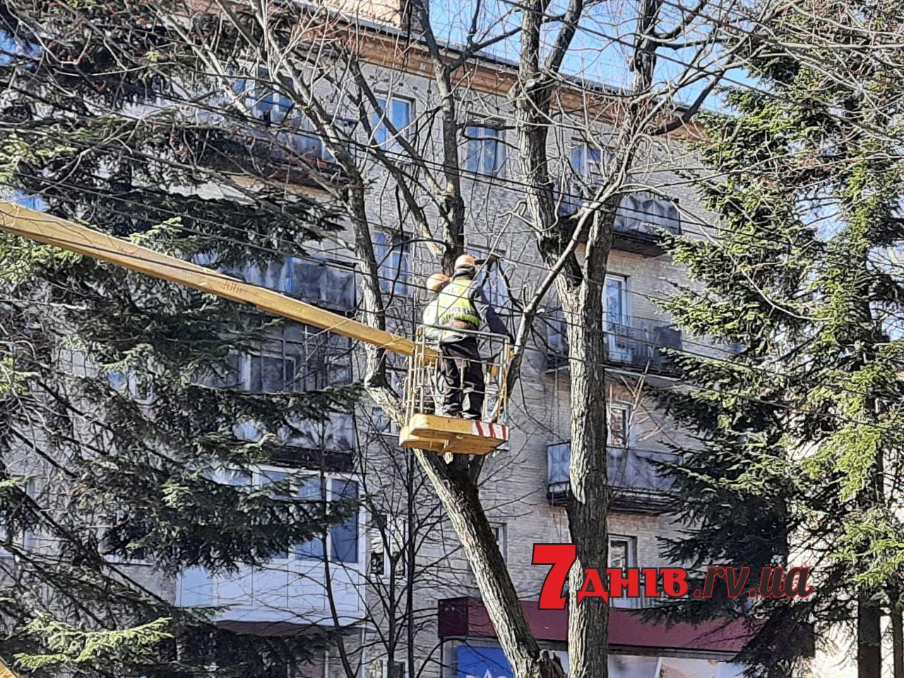 На рівненських вулицях триває обрізка дерев