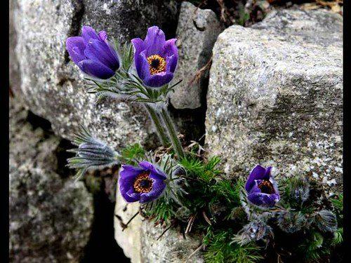 На похвалу Богородиці і пташечка хвалиться першим яєчком